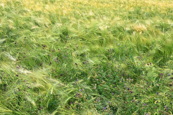 Épis Blé Vert Jaune Après Pluie — Photo