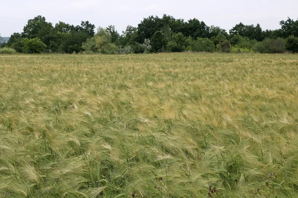 Espigas Trigo Verde Amarillo Después Lluvia —  Fotos de Stock