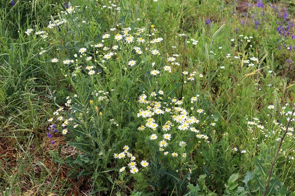 Floraison Belle Camomille Sur Terrain — Photo