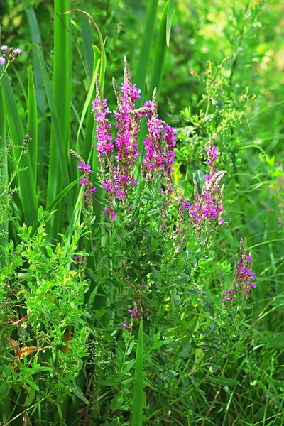 Lythrum Salicaria Salicaire Pourpre Autres Noms Incluent Loosestrife Dopé Lythrum — Photo