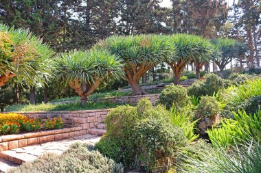 Dracaena dracos, Kanarya Adaları dragon ağaçlar veya dragos Park Ramat Hanadiv, Memorial Gardens, Baron Edmond de Rothschild, Zichron Yaakov, İsrail