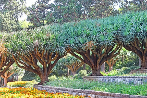 Dracaena Dracos Les Dragons Des Îles Canaries Dragos Dans Parc — Photo