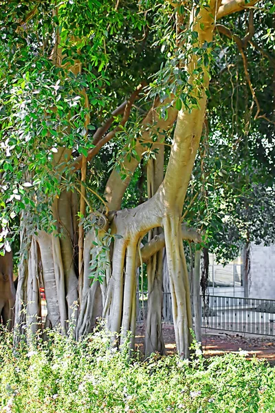 Árbol Ficus Bengalí Parque Ramat Hanadiv Memorial Gardens Baron Edmond — Foto de Stock