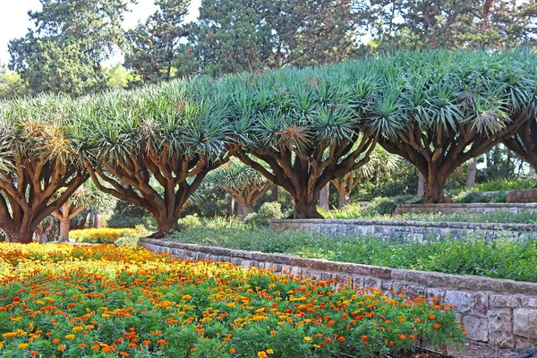 Dracaena Dracos Canárias Drageiros Dragões Parque Ramat Hanadiv Jardins Comemorativos — Fotografia de Stock