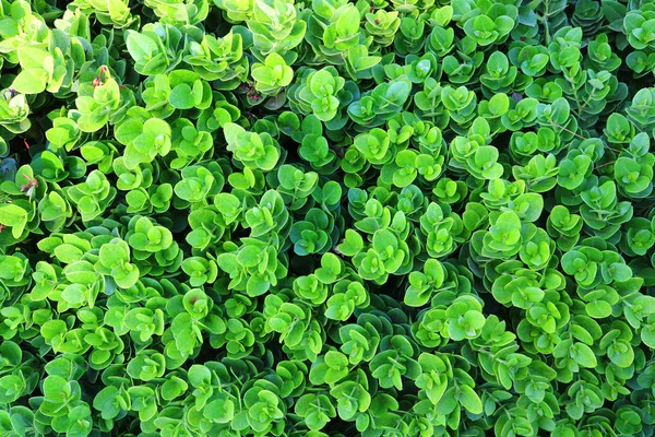 Sedum Rozchodník Tlustice Okrasné Zelí Zblizka — Stock fotografie