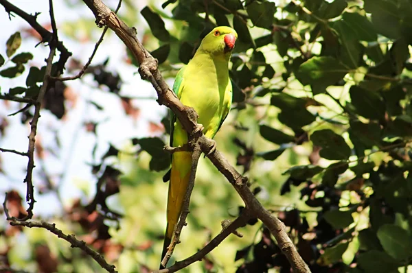 Jasny Zielony Papuga Catappa Parakeet Psittacula Krameri Drzewie — Zdjęcie stockowe
