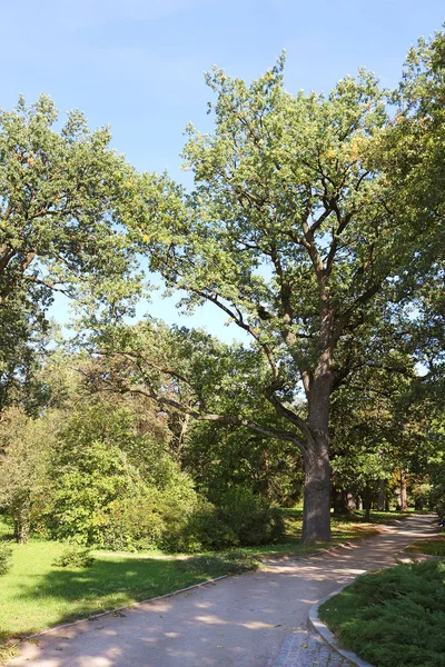 Old Oak Autumn Park Oleksandriya Bila Tserkva Ukraine — Stock Photo, Image