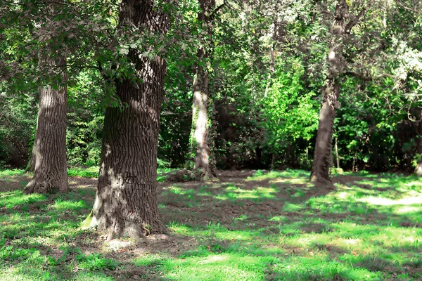 Robles Viejos Parque Otoño Oleksandriya Bila Tserkva Ucrania —  Fotos de Stock