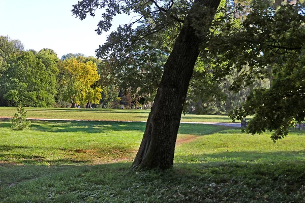 乌克兰 Bila Tserkva 秋季公园 Oleksandriya 的老橡树 — 图库照片