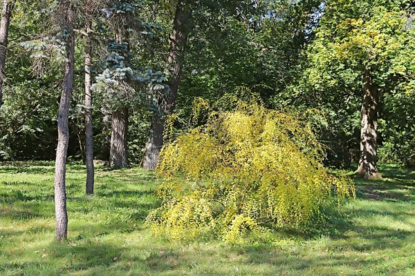 Parque Otoño Oleksandriya Bila Tserkva Ucrania —  Fotos de Stock