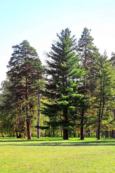 Vieux Sapins Dans Parc Oleksandriya Bila Tserkva Ukraine — Photo