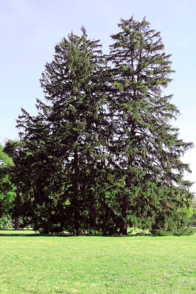 Vieux Sapins Dans Parc Oleksandriya Bila Tserkva Ukraine — Photo