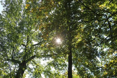 Sonbahar yaprakları park sayesinde güneş