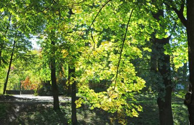 Sarı yapraklar akçaağaç ağaç sonbahar Park 
