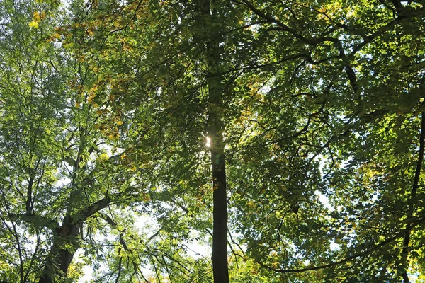 Сонце Через Осіннє Листя Парку — стокове фото