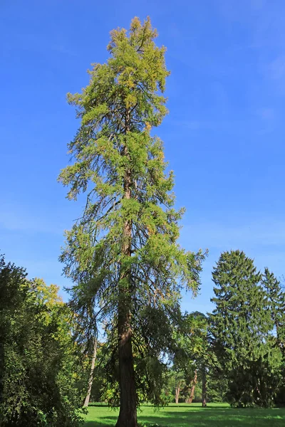 Vieux Sapin Dans Parc Oleksandriya Bila Tserkva Ukraine — Photo