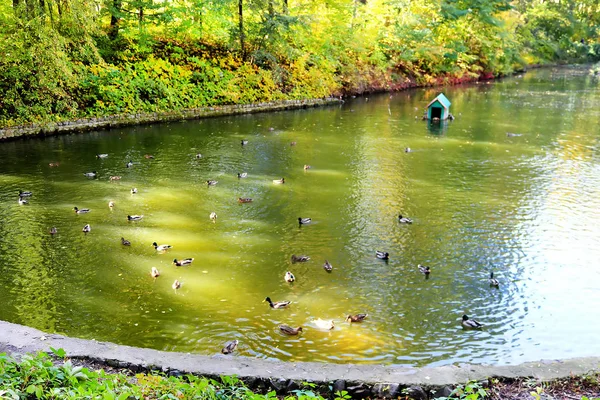 Estanque Con Patos Parque Otoño Oleksandriya Bila Tserkva Ucrania — Foto de Stock