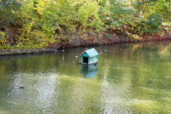 秋の公園 オレクサンドリーヤ ビーラ ツェールクヴァ ウクライナでアヒルの池 — ストック写真