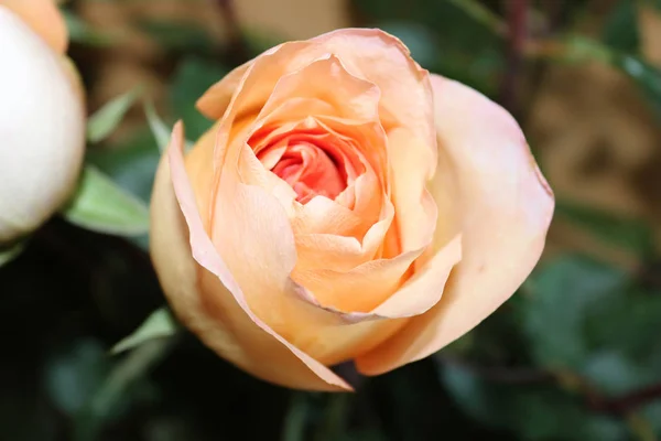 Hermosa Rosa Naranja Cerca — Foto de Stock