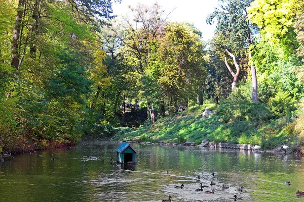 Пруд Утками Осеннем Парке Александрия Белой Церкви Украина — стоковое фото