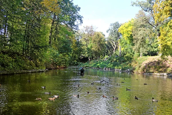 Stagno Con Anatre Nel Parco Autunnale Oleksandriya Bila Tserkva Ucraina — Foto Stock