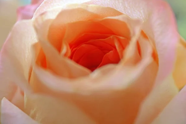 Beautiful Orange Rose Close — Stock Photo, Image