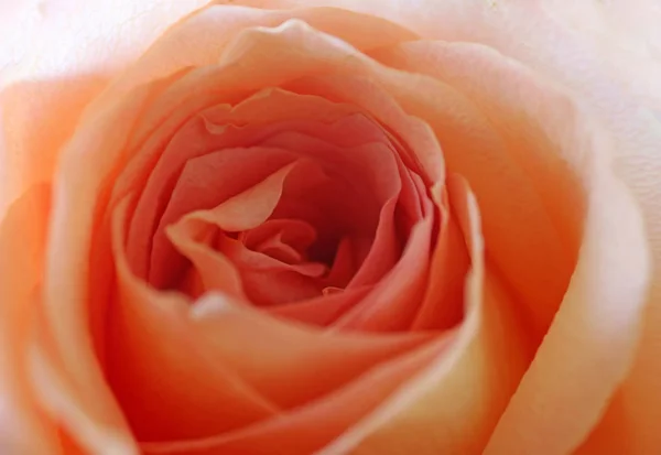 Beautiful Orange Rose Close — Stock Photo, Image