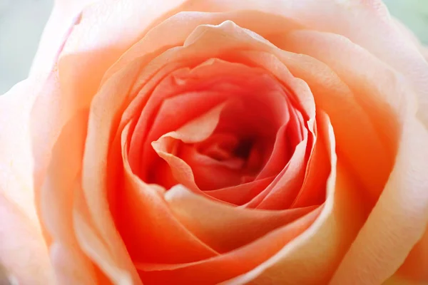 Beautiful Orange Rose Close — Stock Photo, Image