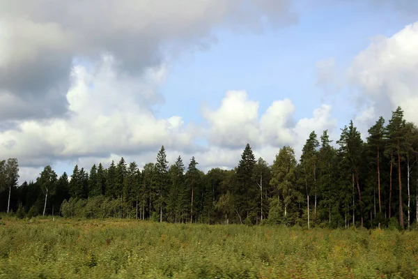 Beautiful Scenic View Pine Forest Estonia — Stock Photo, Image