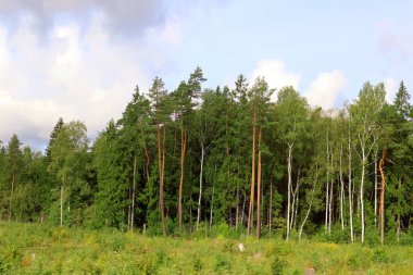 Estonya 'daki çam ormanının güzel manzarası