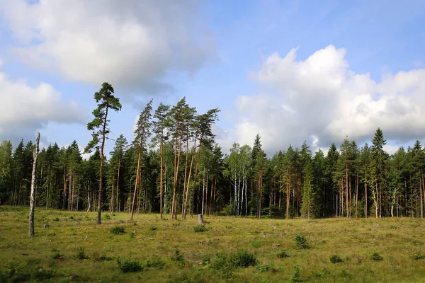 Beautiful Scenic View Pine Forest Estonia — Stock Photo, Image