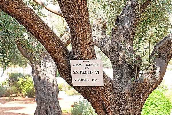 Olivo Getsemaní Plantado Por Papa Pablo Durante Visita 1964 Jerusalén — Foto de Stock