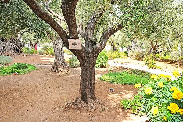 Azeitona Getsêmani Plantada Pelo Papa Paulo Enquanto Visitava 1964 Jerusalém — Fotografia de Stock