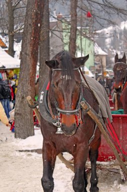 Zakopane Krupowki Caddesi üzerinde kahverengi at kışın, Polonya