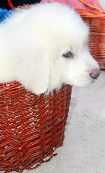 Pequeño Cachorro Perro Montaña Pirenaico Los Grandes Pirineos Canasta Mercado —  Fotos de Stock