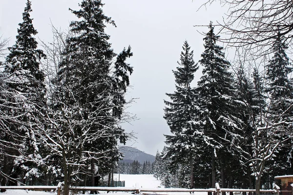 Paisaje Blanco Negro Pinos Cubiertos Nieve Picos Montaña Día Nublado — Foto de Stock