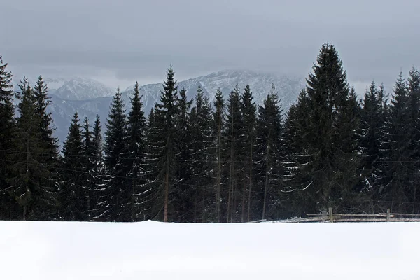 Widok Gubałówka 126 Tatrach Dzień Naśnieżanie Zakopane Poland — Zdjęcie stockowe