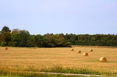 Yığınlar saman - balya saman, tarım çiftliği alan toplanan bitkileri kırsal, Letonya ile buğday kulakları, hasat sonrası yaptı yığınları içine haddelenmiş