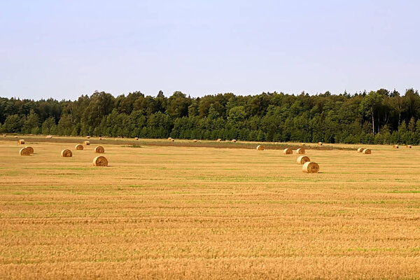Пачки соломы - тюки сена, скатанные в стопки, оставшиеся после уборки колосьев пшеницы, сельскохозяйственное поле с собранными сельскими культурами, Латвия
