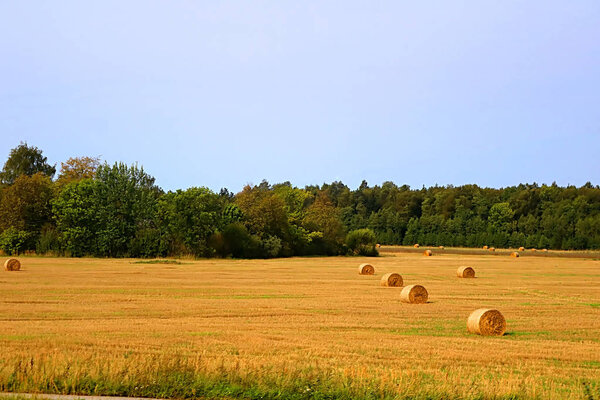 Пачки соломы - тюки сена, скатанные в стопки, оставшиеся после уборки колосьев пшеницы, сельскохозяйственное поле с собранными сельскими культурами, Латвия
