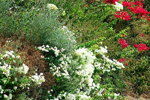 Tappeto Fiori Bianchi Rossi Sul Lato Della Strada Israele — Foto Stock