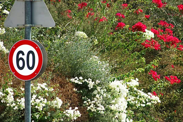 Velocidade Limite Sinal Sobre Fundo Flor Israel — Fotografia de Stock