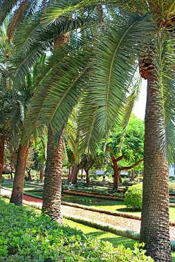 Acre (Akko), Haifa, Israil Bahai Bahçeleri palmiye ağacı sokak