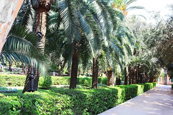 Callejón de palmeras en jardines Bahai en Acre (Akko), Haifa, Israel — Foto de Stock