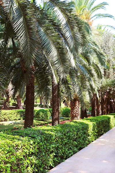 Vicolo delle palme nei giardini Bahai di Acre (Akko), Haifa, Israele — Foto Stock