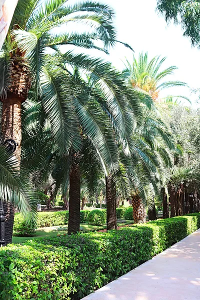 Vicolo delle palme nei giardini Bahai di Acre (Akko), Haifa, Israele — Foto Stock