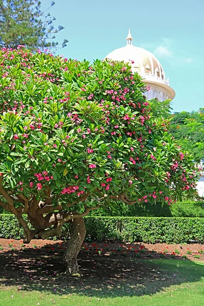 Cúpula del Santuario de Bab en las laderas de la montaña Carmelo y árbol floreciente en la ciudad de Haifa, Israel — Foto de Stock