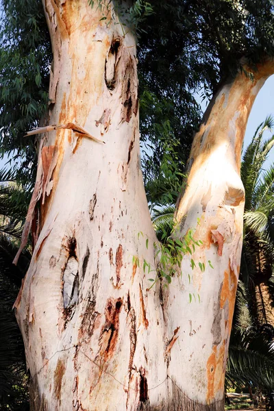 Tree without bark  in Bahai garden, Haifa, Israel — Stock Photo, Image