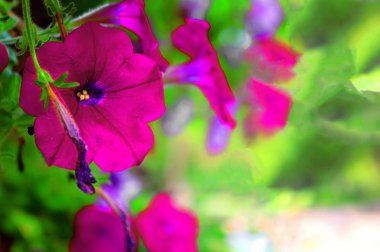 Petunias in Park Ramat Hanadiv, Baron Edmond de Rothschild Anıt Bahçeleri, Zichron Yaakov, İsrail