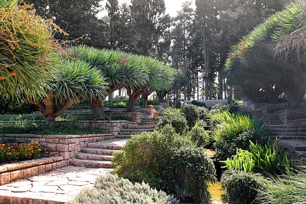 Dracaena dracos, as Canárias drageiros ou dragões no parque Ramat Hanadiv, Jardins Comemorativos do Barão Edmond de Rothschild, Zichron Yaakov, Israel — Fotografia de Stock